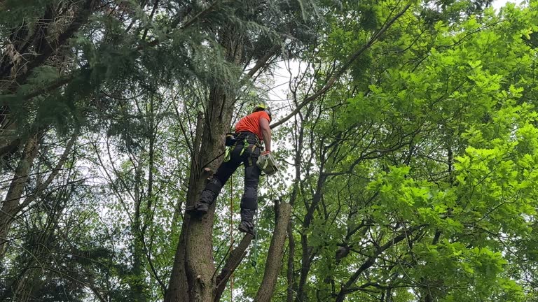 Best Tree Risk Assessment  in Covington, OH